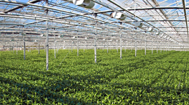 Viveros Sevilla foto 1