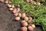 Patatas Tejero, S.L. foto 3