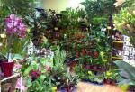 Pedro Moreno Floristería Arte Floral foto 4